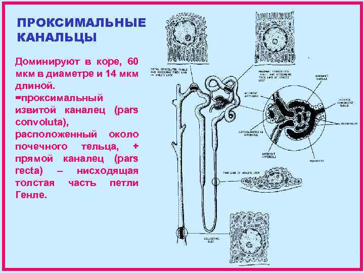 ПРОКСИМАЛЬНЫЕ КАНАЛЬЦЫ Доминируют в коре, 60 мкм в диаметре и 14 мкм длиной. =проксимальный