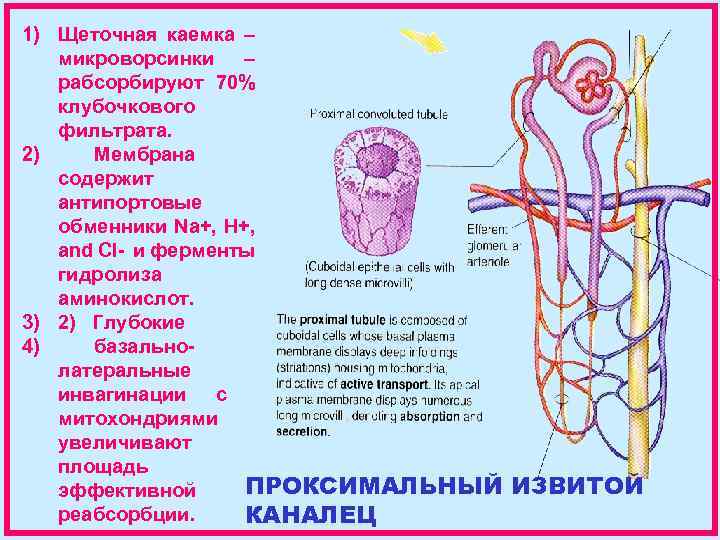 1) Щеточная каемка – микроворсинки – рабсорбируют 70% клубочкового фильтрата. 2) Мембрана содержит антипортовые