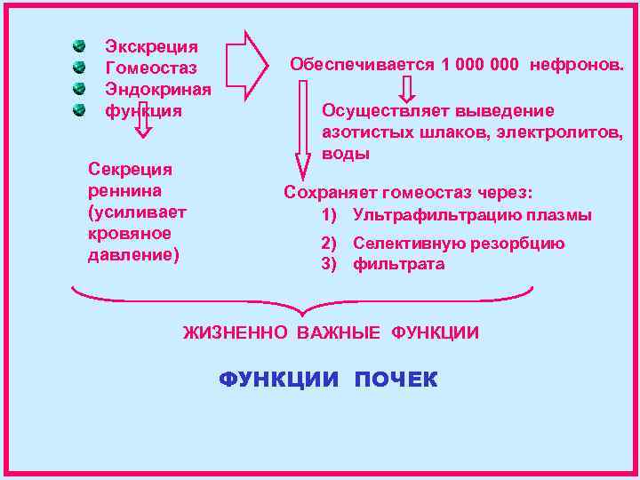 Экскреция Гомеостаз Эндокриная функция Секреция реннина (усиливает кровяное давление) Обеспечивается 1 000 нефронов. Осуществляет