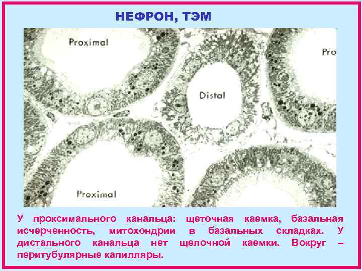 НЕФРОН, ТЭМ У проксимального канальца: щеточная каемка, базальная исчерченность, митохондрии в базальных складках. У
