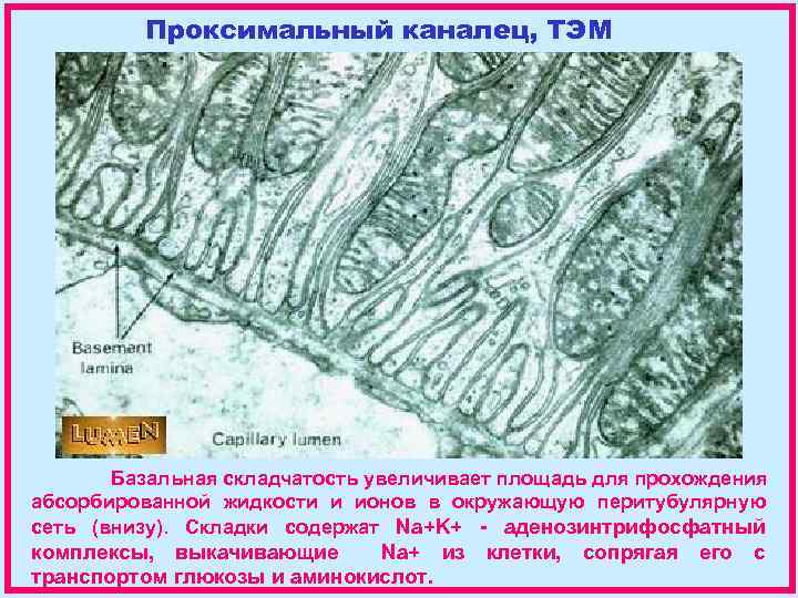 Проксимальный каналец, ТЭМ Базальная складчатость увеличивает площадь для прохождения абсорбированной жидкости и ионов в