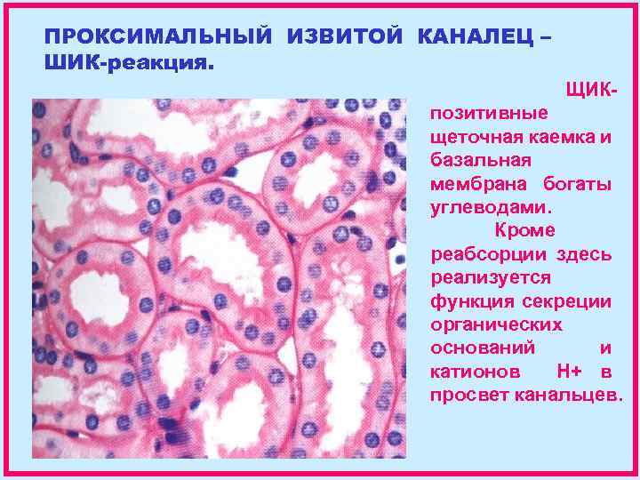 Проксимальный извитой каналец