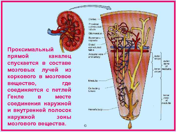 Проксимальный прямой каналец спускается в составе мозговых лучей из коркового в мозговое вещество, где