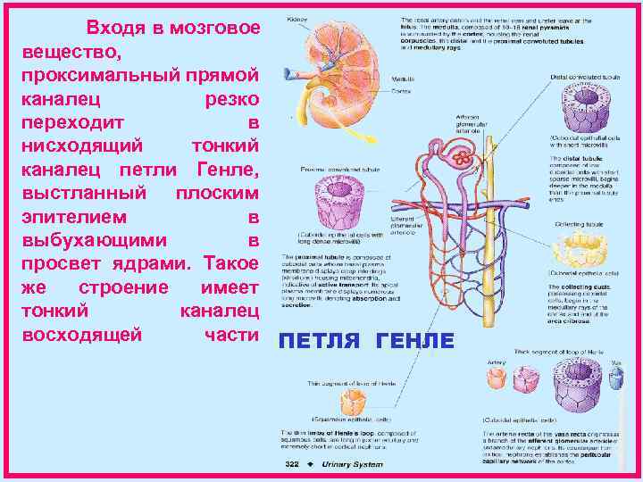 Входя в мозговое вещество, проксимальный прямой каналец резко переходит в нисходящий тонкий каналец петли