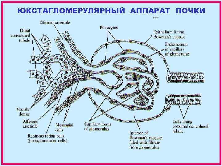 Юкстагломерулярный аппарат схема