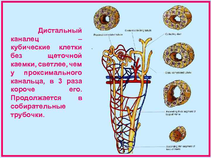 Дистальный каналец – кубические клетки без щеточной каемки, светлее, чем у проксимального канальца, в