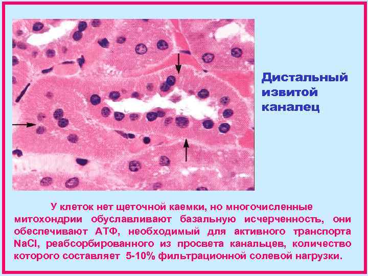 Базальные клетки. Базальная исчерченность. Базальная исчерченность эпителиоцитов. Базальная исчерченность клетки. Базальную исчерченность в почках имеют клетки.