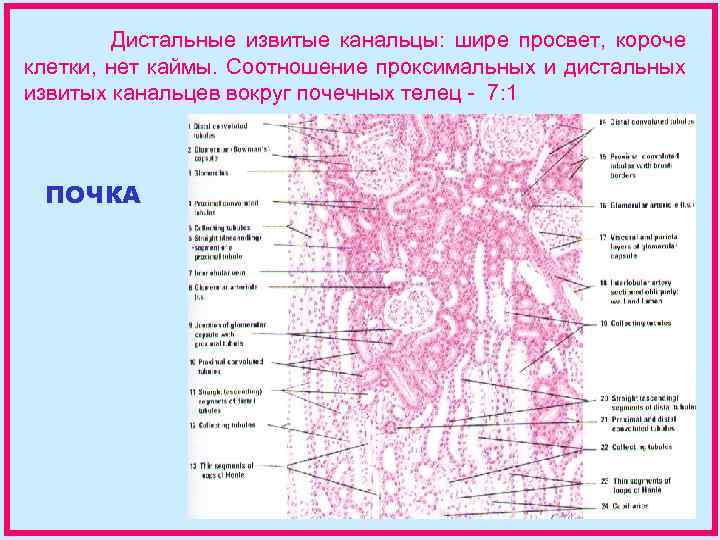 Извитые канальцы. Топография дистального канальца. Извитой каналец второго порядка. Извитых канальцах 2 порядка.