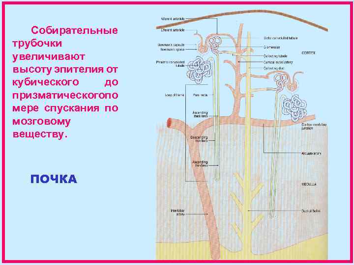 Собирательные трубочки увеличивают высоту эпителия от кубического до призматическогопо мере спускания по мозговому веществу.