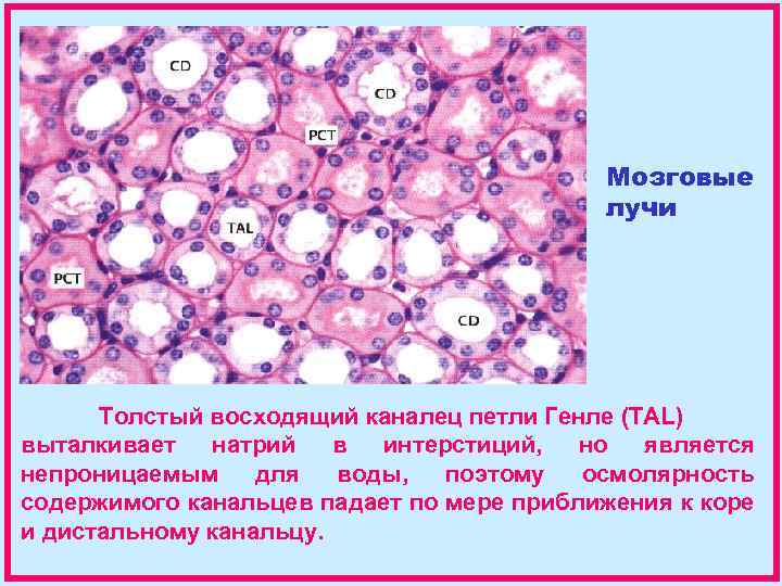 Мозговые лучи Толстый восходящий каналец петли Генле (TAL) выталкивает натрий в интерстиций, но является
