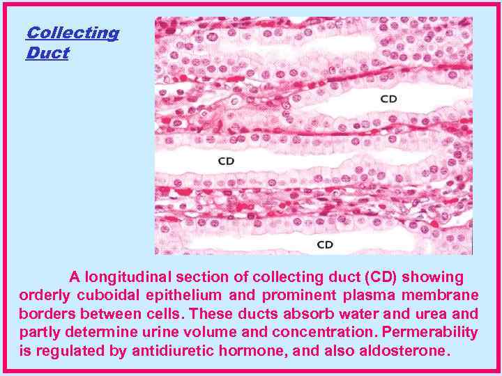 Collecting Duct A longitudinal section of collecting duct (CD) showing orderly cuboidal epithelium and