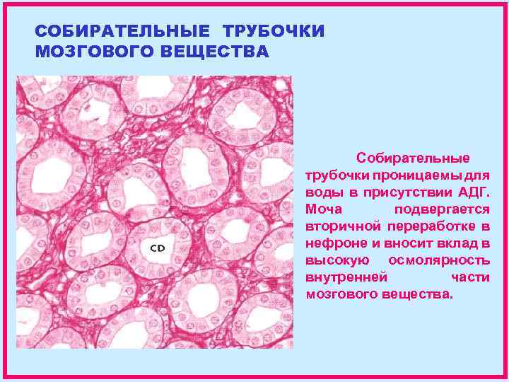 СОБИРАТЕЛЬНЫЕ ТРУБОЧКИ МОЗГОВОГО ВЕЩЕСТВА Собирательные трубочки проницаемы для воды в присутствии АДГ. Моча подвергается