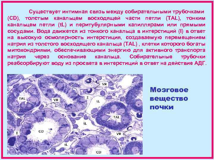 Существует интимная связь между собирательными трубочками (CD), толстым канальцем восходящей части петли (TAL), тонким