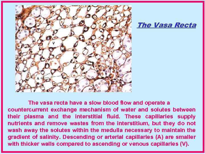 The Vasa Recta The vasa recta have a slow blood flow and operate a
