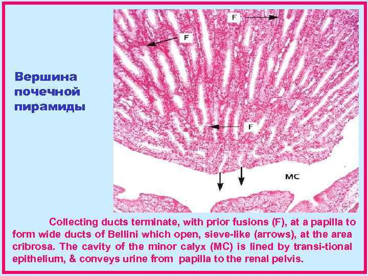Вершина почечной пирамиды Collecting ducts terminate, with prior fusions (F), at a papilla to