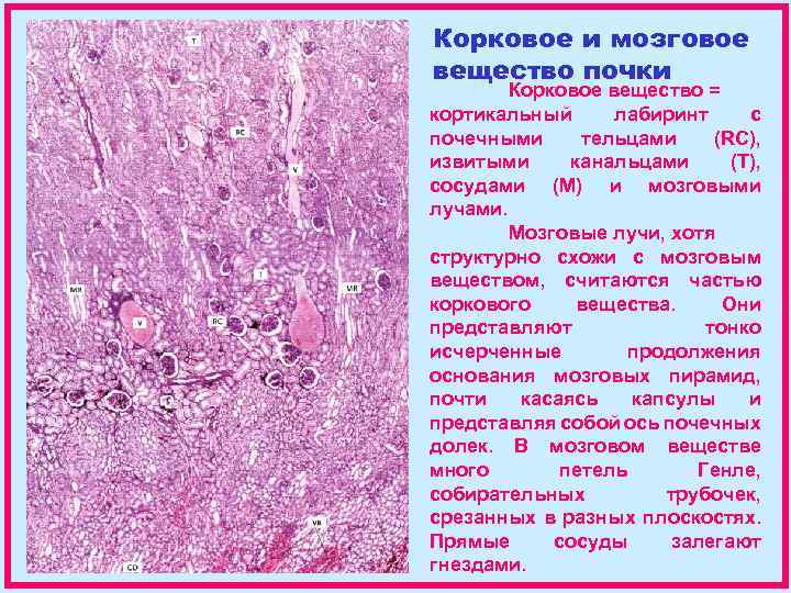 Корковое и мозговое вещество почки Корковое вещество = кортикальный лабиринт с почечными тельцами (RC),