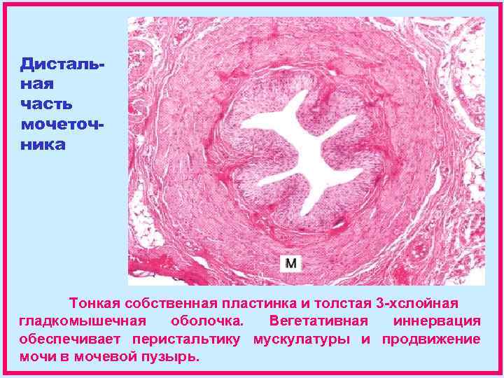 Дистальная часть мочеточника Тонкая собственная пластинка и толстая 3 -хслойная гладкомышечная оболочка. Вегетативная иннервация