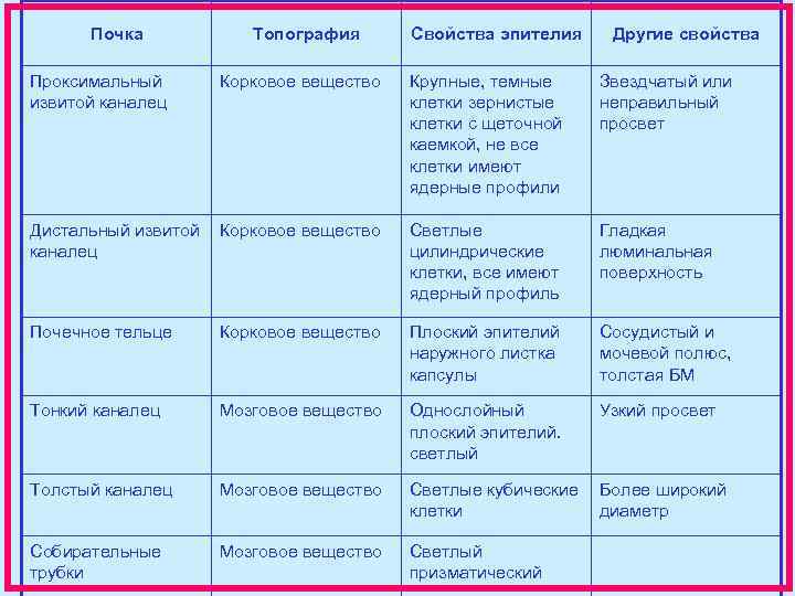 Почка Топография Свойства эпителия Другие свойства Проксимальный извитой каналец Корковое вещество Крупные, темные клетки