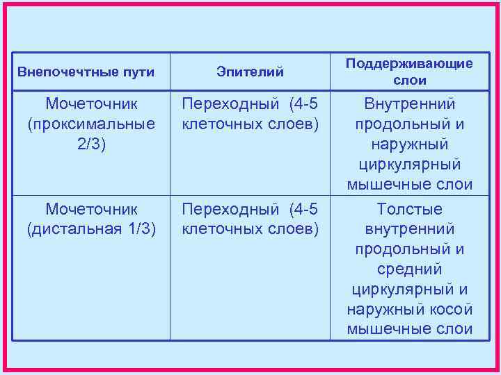 Внепочечтные пути Эпителий Поддерживающие слои Мочеточник (проксимальные 2/3) Переходный (4 -5 клеточных слоев) Внутренний