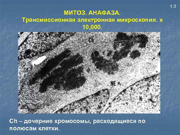 1. 3 МИТОЗ. АНАФАЗА. Трансмиссионная электронная микроскопия. x 10, 000. Сh – дочерние хромосомы,