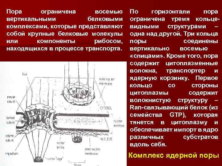 Пора ограничена восемью вертикальными белковыми комплексами, которые представляют собой крупные белковые молекулы или компоненты