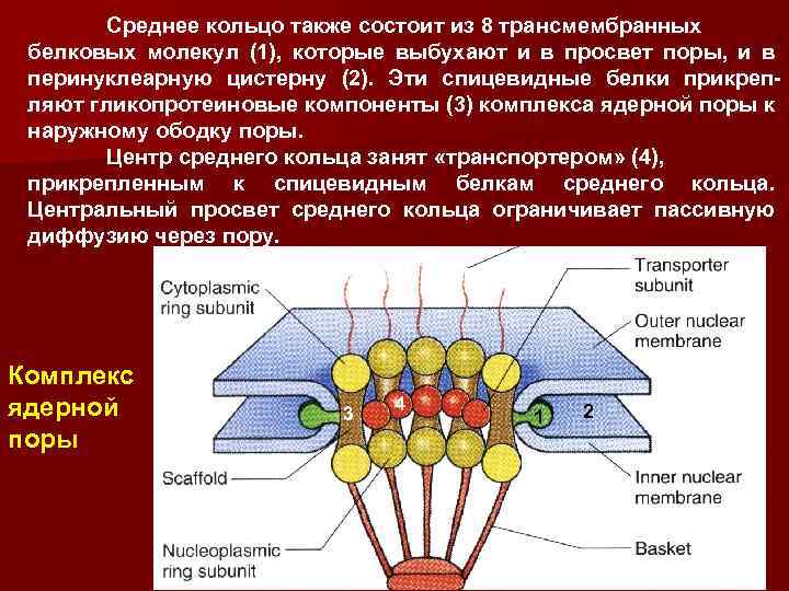 Состоит также. Перинуклеарные цистерны. Компоненты ядерной поры. Ядерная пора состоит из. Белки ядерной поры.