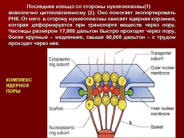  Последнее кольцо со стороны нуклеоплазмы(1) аналогично цитоплазменному (2). Оно помогает экспортировать РНК. От