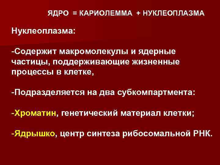 ЯДРО = КАРИОЛЕММА + НУКЛЕОПЛАЗМА Нуклеоплазма: -Содержит макромолекулы и ядерные частицы, поддерживающие жизненные процессы
