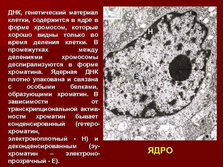ДНК, генетический материал клетки, содержится в ядре в форме хромосом, которые хорошо видны только
