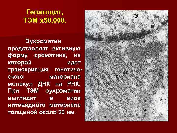 Гепатоцит, TЭM x 50, 000. Эухроматин представляет активную форму хроматина, на которой идет транскрипция