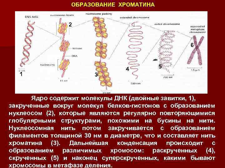 Нити хроматина