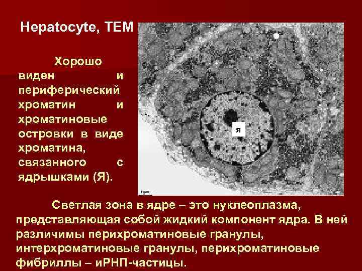 Hepatocyte, TEM Хорошо виден и периферический хроматин и хроматиновые островки в виде хроматина, связанного