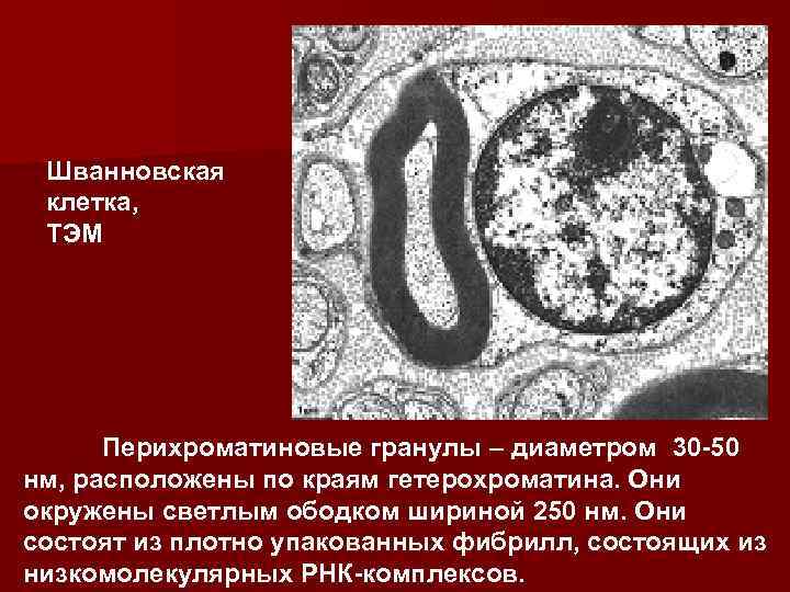 Шванновская клетка, ТЭМ Перихроматиновые гранулы – диаметром 30 -50 нм, расположены по краям гетерохроматина.
