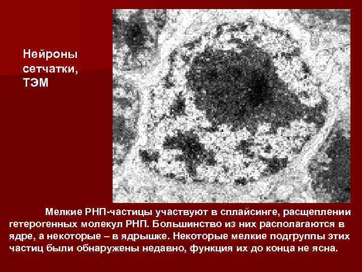 Нейроны сетчатки, ТЭМ Мелкие РНП-частицы участвуют в сплайсинге, расщеплении гетерогенных молекул РНП. Большинство из