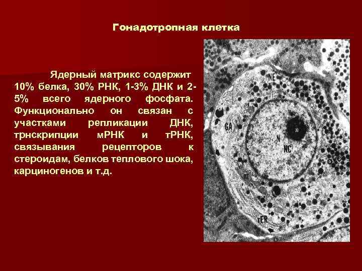 Ткань ядра клетки. Матрикс ядра клетки. Ядерный Матрикс. Ядерный белковый Матрикс. Гонадотропная клетка.