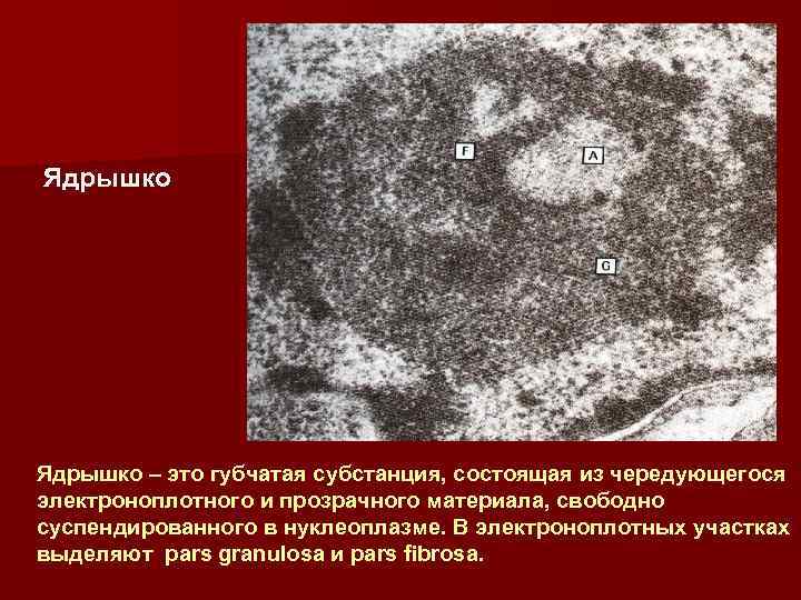 Ядрышко – это губчатая субстанция, состоящая из чередующегося электроноплотного и прозрачного материала, свободно суспендированного