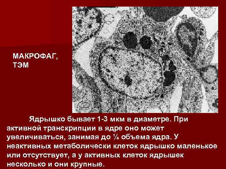МАКРОФАГ, ТЭМ Ядрышко бывает 1 -3 мкм в диаметре. При активной транскрипции в ядре