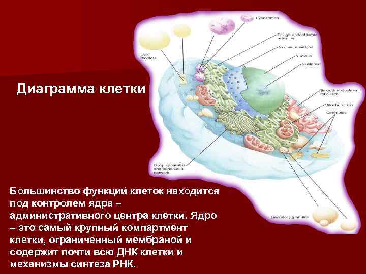 Диаграмма клетки. В центре клетки располагается. Ядро клетки факты. Компартмент для ядра.