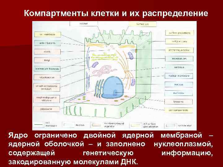 Компартментализация клетки презентация