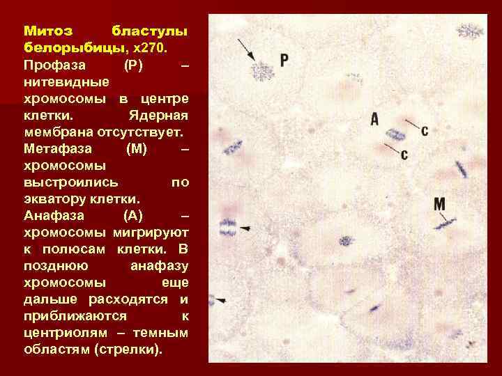 Митоз бластулы белорыбицы, x 270. белорыбицы Профаза (Р) – нитевидные хромосомы в центре клетки.