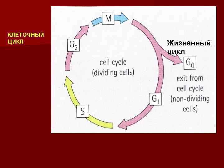 Клеточный цикл рисунок