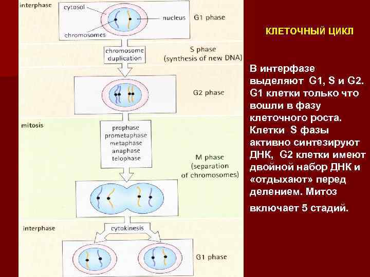 Интерфаза клетки процессы