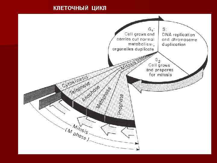 КЛЕТОЧНЫЙ ЦИКЛ 
