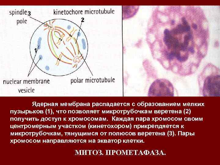 3 2 1 Ядерная мембрана распадается с образованием мелких пузырьков (1), что позволяет микротрубочкам