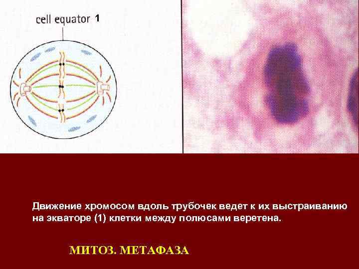 1 Движение хромосом вдоль трубочек ведет к их выстраиванию на экваторе (1) клетки между