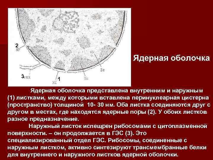 Растворение ядерной мембраны. Ядерная оболочка. Перинуклеарное пространство ядра. Мембраны ядерной оболочки.