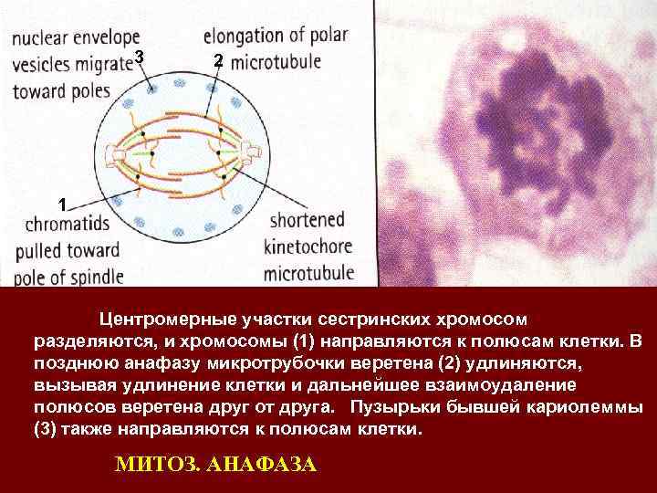 3 2 1 Центромерные участки сестринских хромосом разделяются, и хромосомы (1) направляются к полюсам