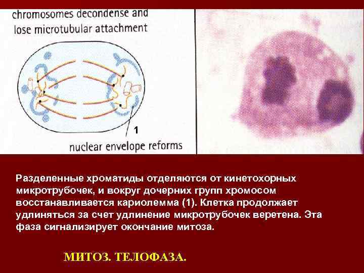 Клеточный центр в процессе митоза отвечает за. Одноядерные клетки Ходжкина. Митоз. Кариолемма группа.