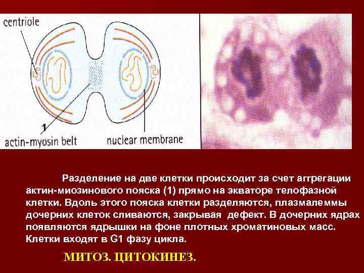 Образуются две клетки. Разделение клетки. Клетки слились. Разделение клетки на две. Разделение клетки на две дочерние происходит на стадии:.