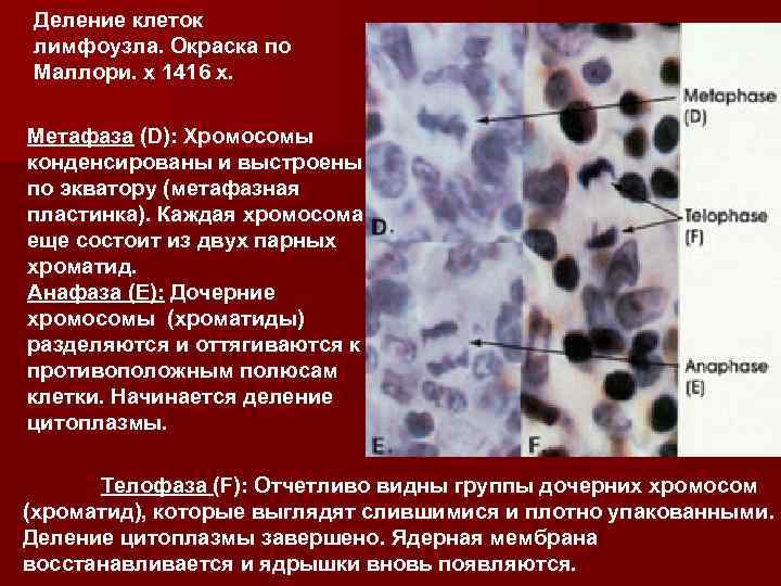 Деление клеток лимфоузла. Окраска по Маллори. х 1416 x. Метафаза (D): Хромосомы конденсированы и